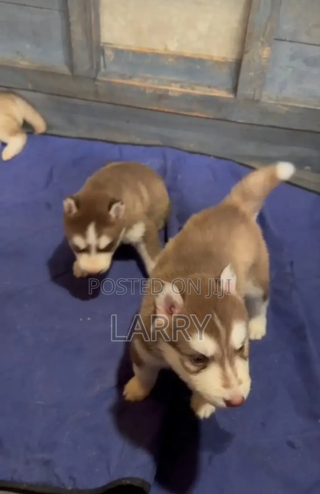 1-3 months Male Purebred Siberian Husky