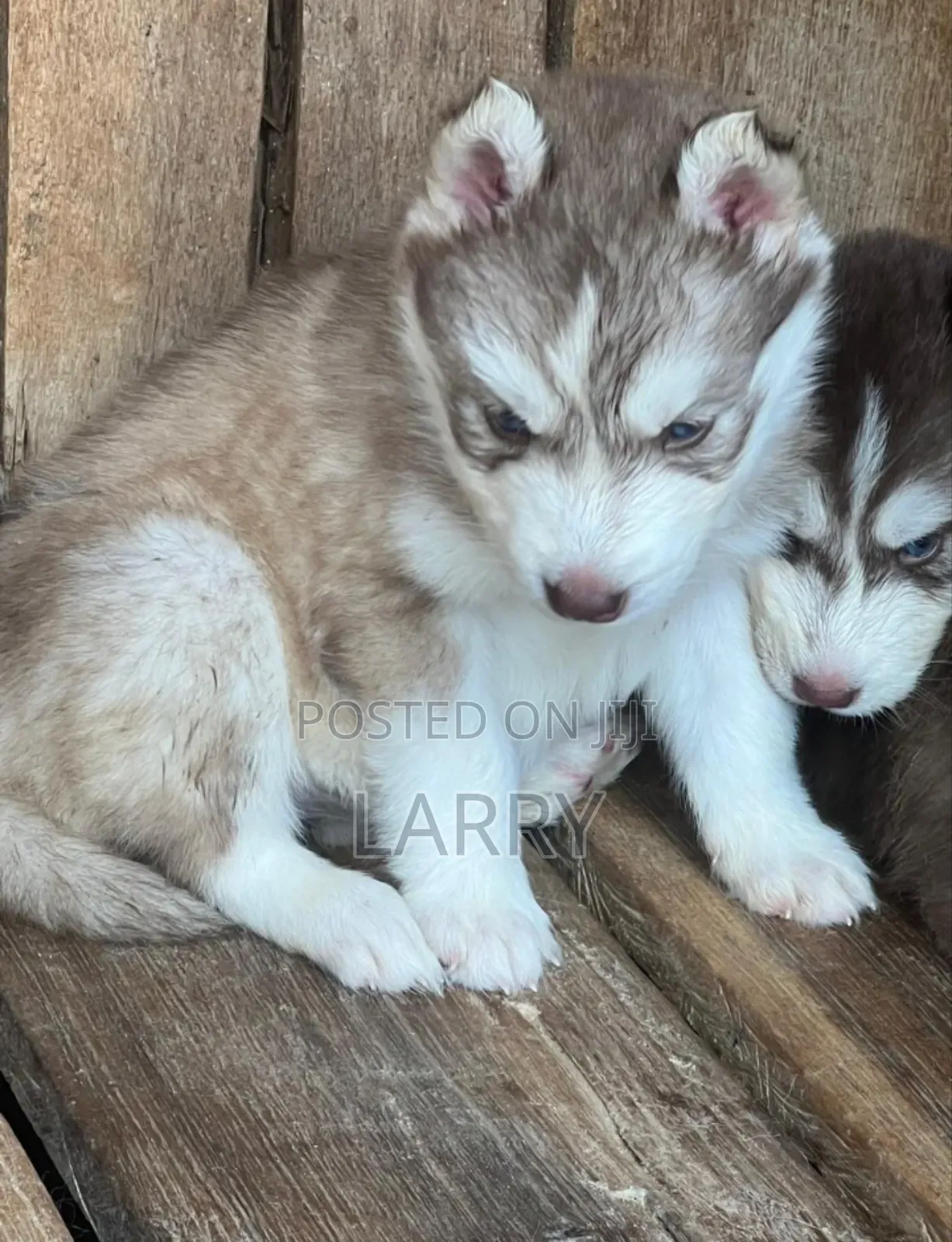 1-3 months Male Purebred Siberian Husky