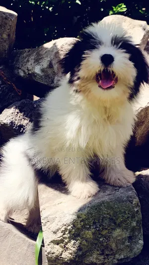 1-3 months Male Purebred Havanese