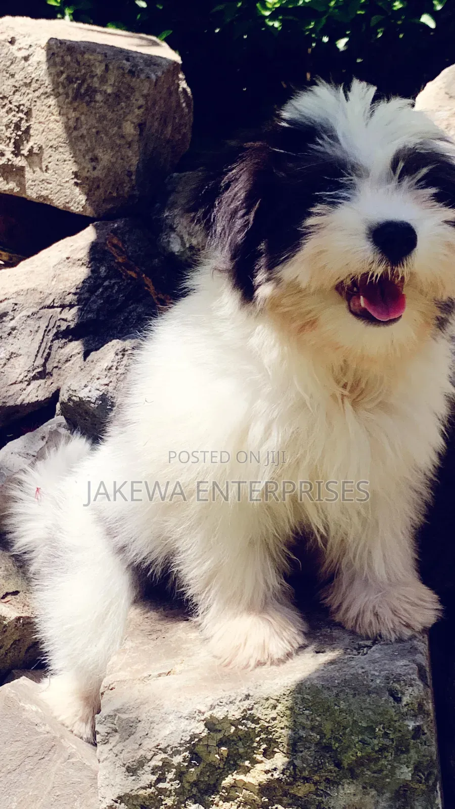 1-3 months Male Purebred Havanese