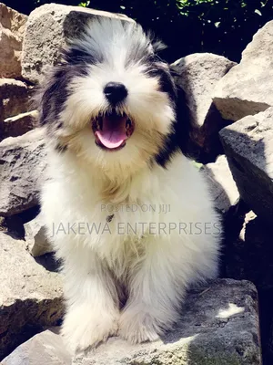 1-3 months Male Purebred Havanese