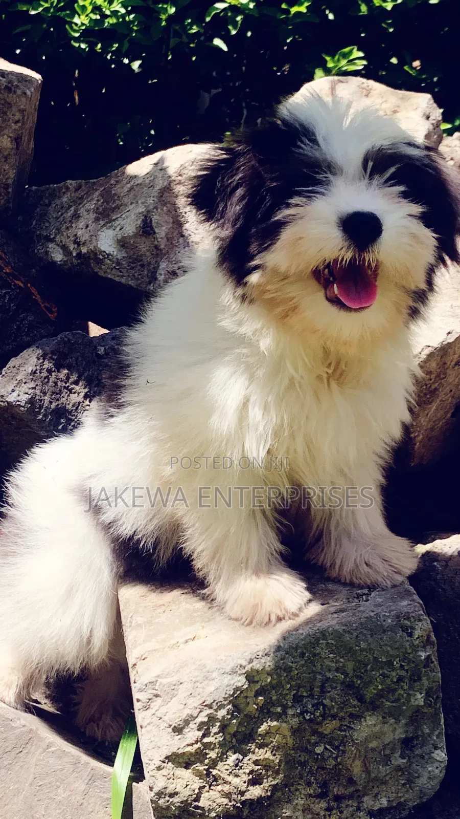 1-3 months Male Purebred Havanese
