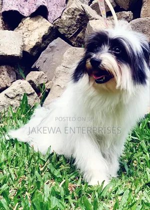 6-12 months Male Purebred Havanese