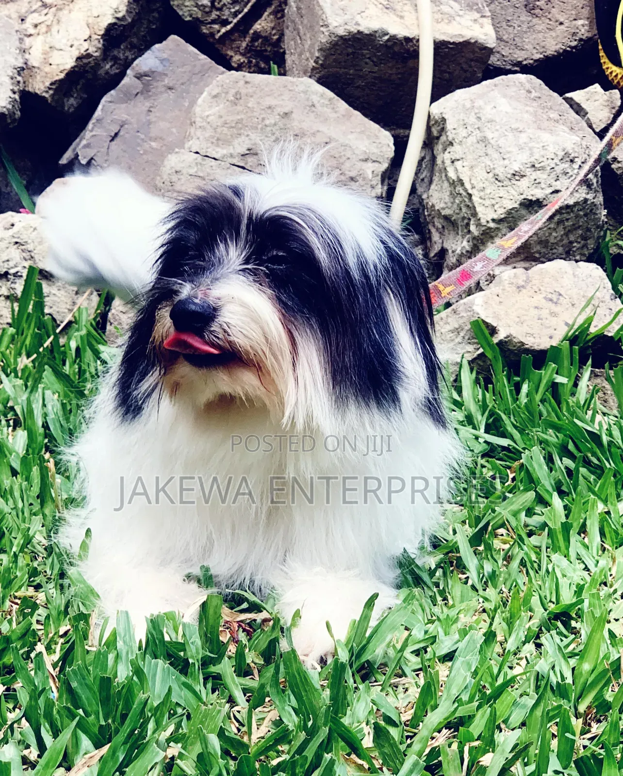 6-12 months Male Purebred Havanese