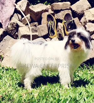 6-12 months Male Purebred Havanese