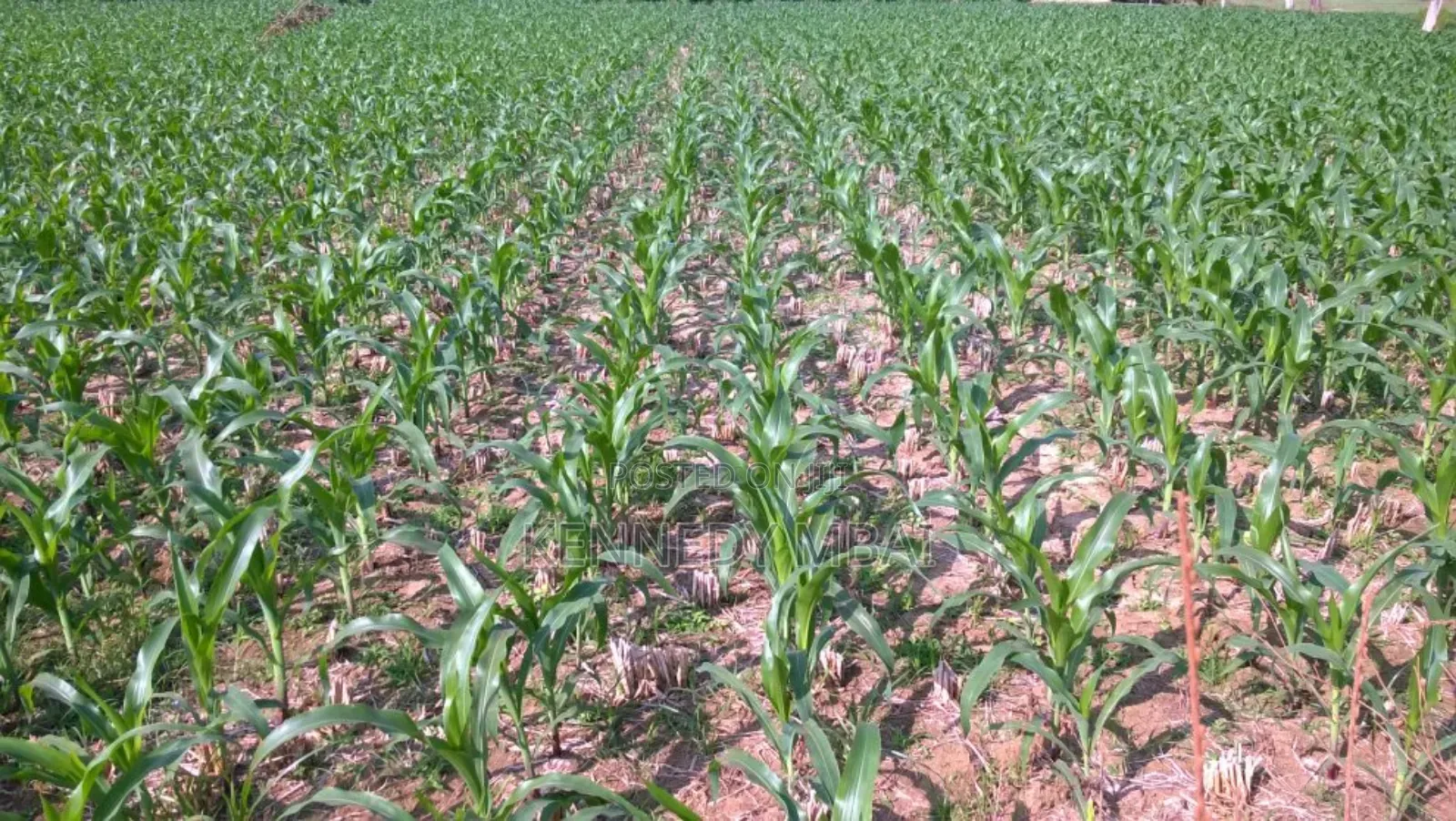 2 Acres Settlement and Agricultural/Farming Land