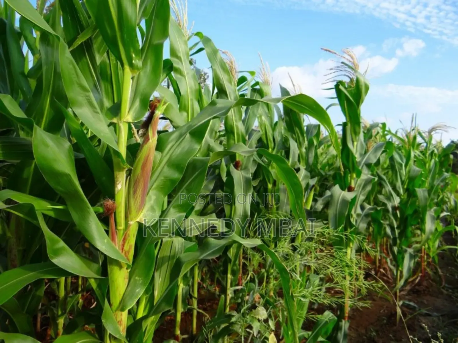 2 Acres Settlement and Agricultural/Farming Land