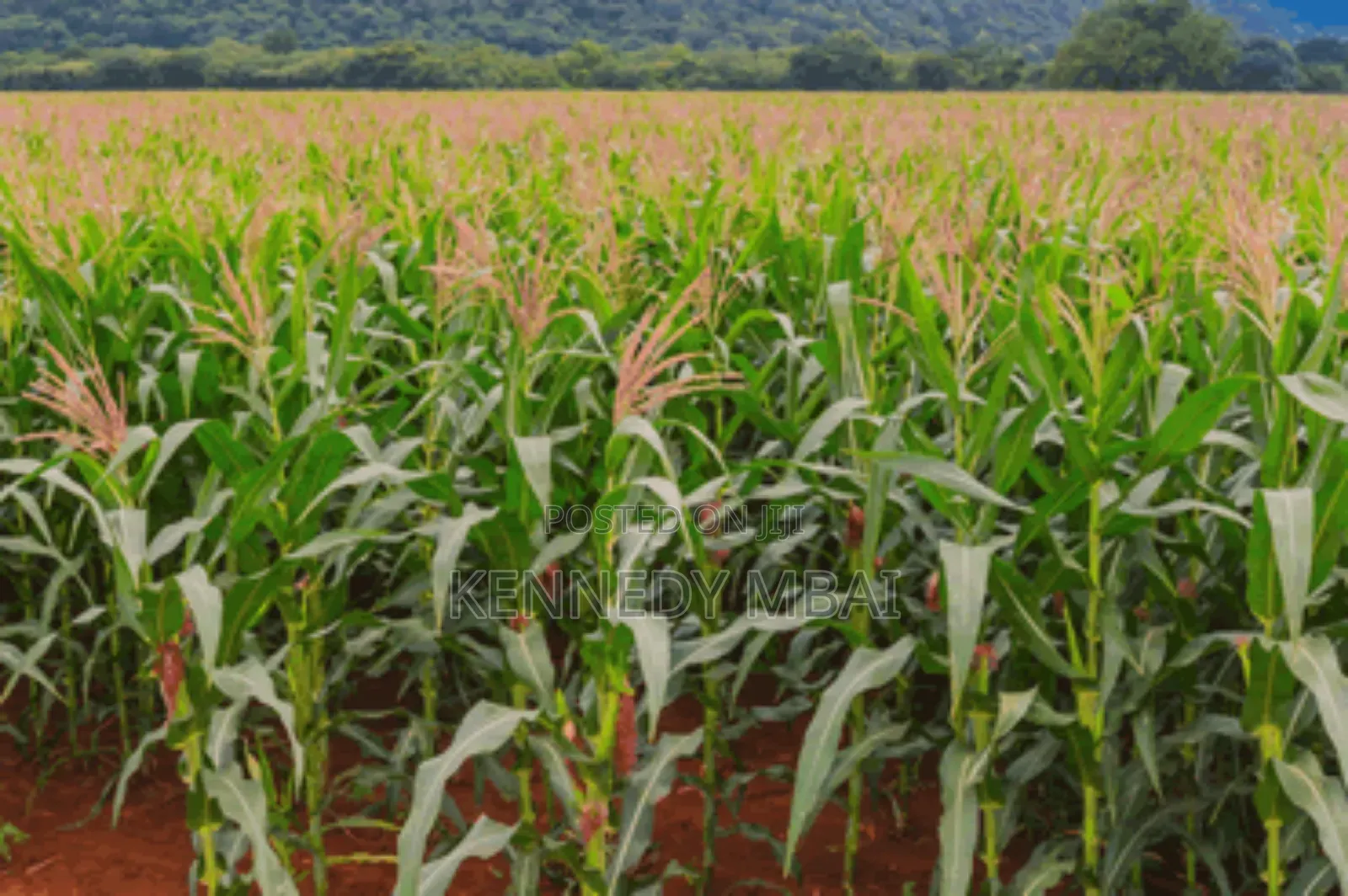 2 Acres Settlement and Agricultural/Farming Land
