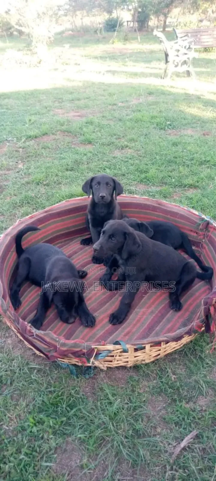 1-3 months Male Purebred Labrador Retriever