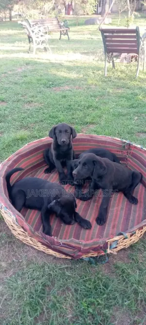 1-3 months Male Purebred Labrador Retriever