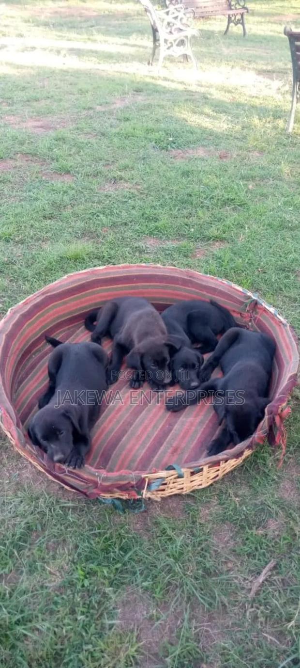 1-3 months Female Purebred Labrador Retriever - main view