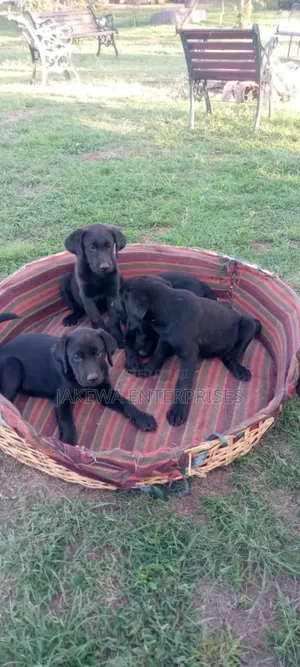 1-3 months Female Purebred Labrador Retriever