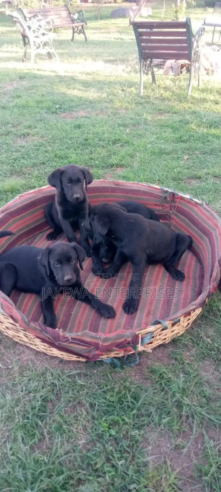 1-3 months Female Purebred Labrador Retriever