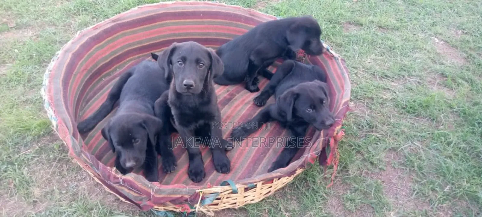1-3 months Female Purebred Labrador Retriever