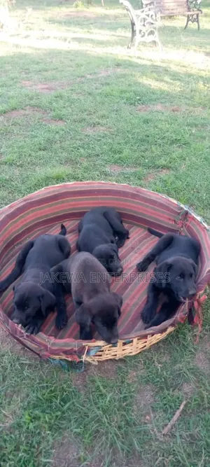 1-3 months Female Purebred Labrador Retriever