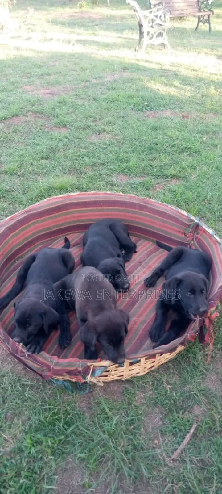 1-3 months Female Purebred Labrador Retriever