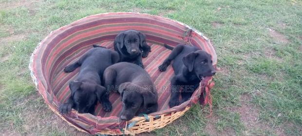 1-3 months Female Purebred Labrador Retriever - main view