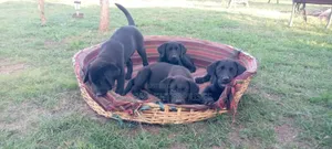 1-3 months Female Purebred Labrador Retriever