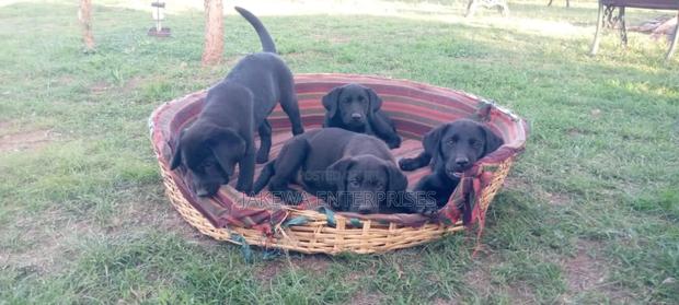 1-3 months Female Purebred Labrador Retriever - thumbnail 3