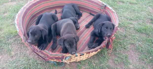 1-3 months Male Purebred Labrador Retriever - main view