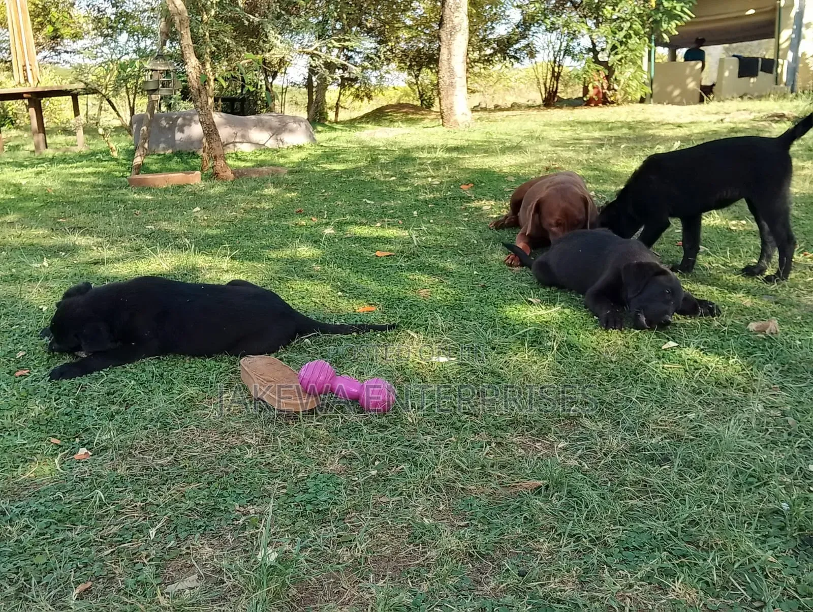 1-3 months Male Purebred Labrador Retriever
