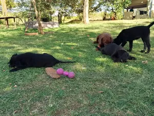 1-3 months Male Purebred Labrador Retriever