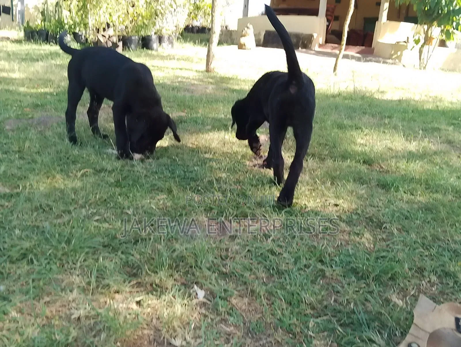 1-3 months Male Purebred Labrador Retriever