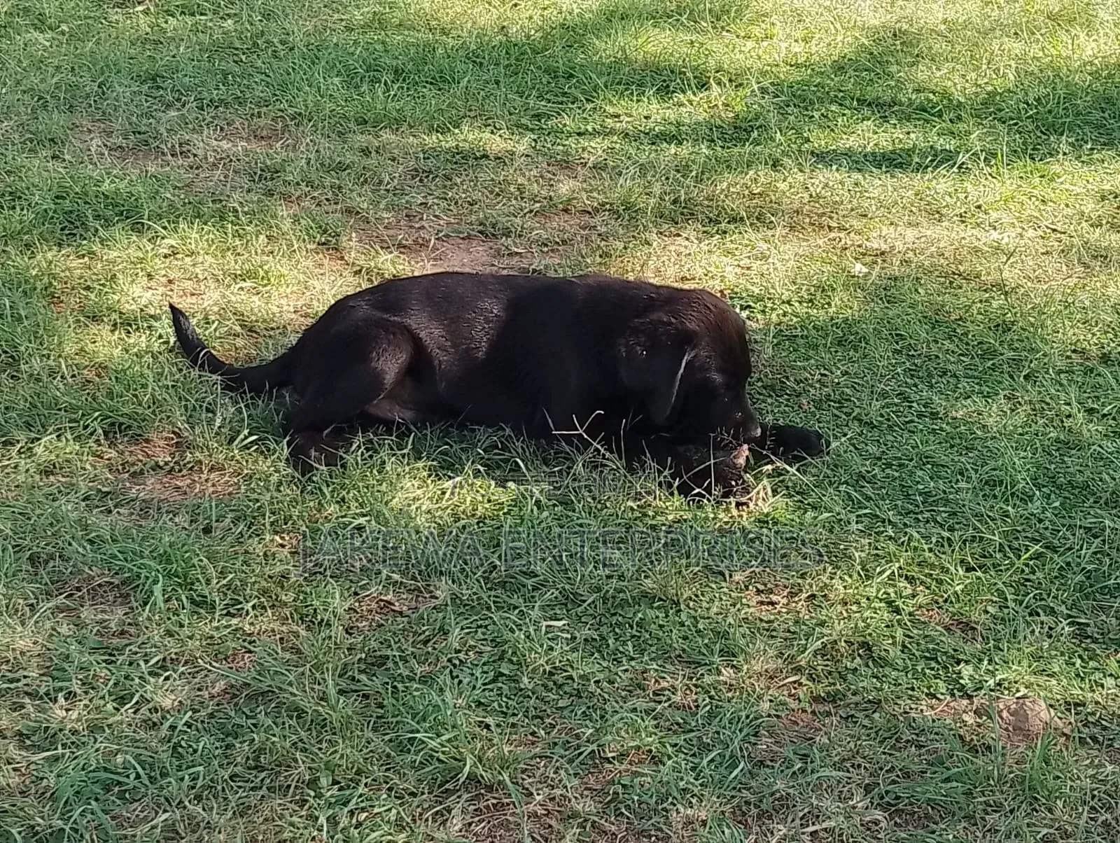 1-3 months Female Purebred Labrador Retriever