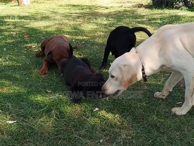 1-3 months Female Purebred Labrador Retriever - main view