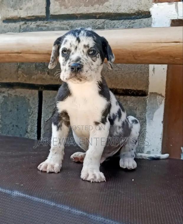 1-3 months Male Purebred Great Dane