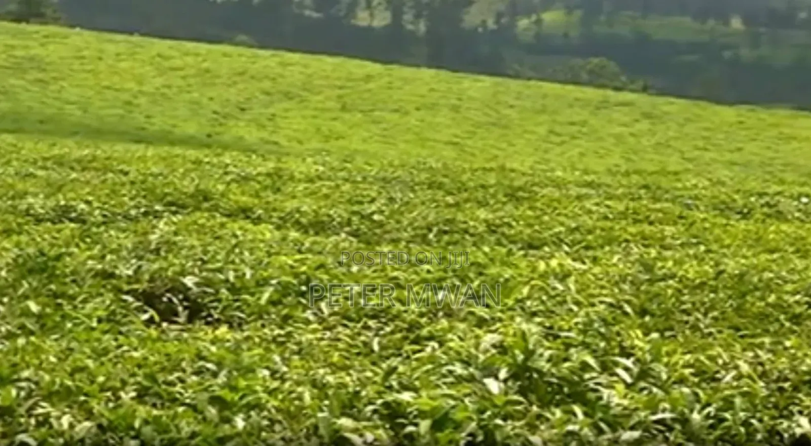 Limuru Tea Farm 2 Parcels,2000 N 1000 Acres