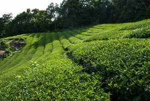 Limuru Tea Farm 2 Parcels,2000 N 1000 Acres