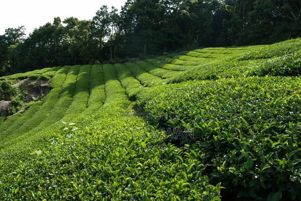 Limuru Tea Farm 2 Parcels,2000 N 1000 Acres - thumbnail 2