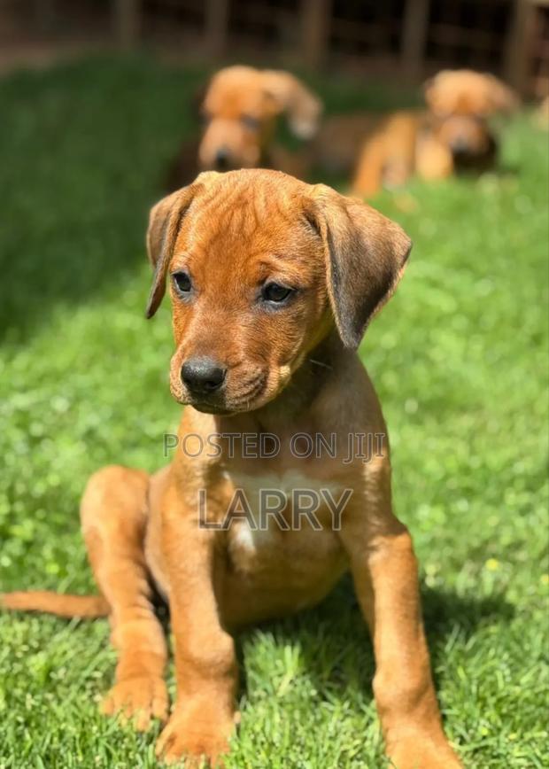 1-3 months Female Purebred Rhodesian Ridgeback - main view