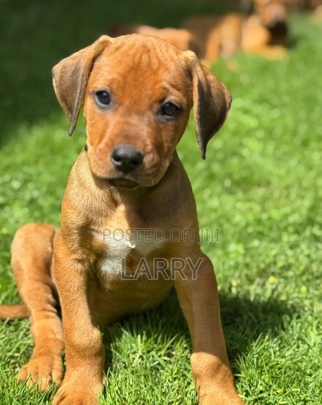 1-3 months Female Purebred Rhodesian Ridgeback