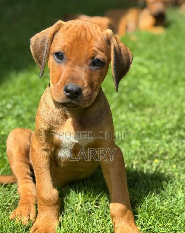 1-3 months Female Purebred Rhodesian Ridgeback - thumbnail 3