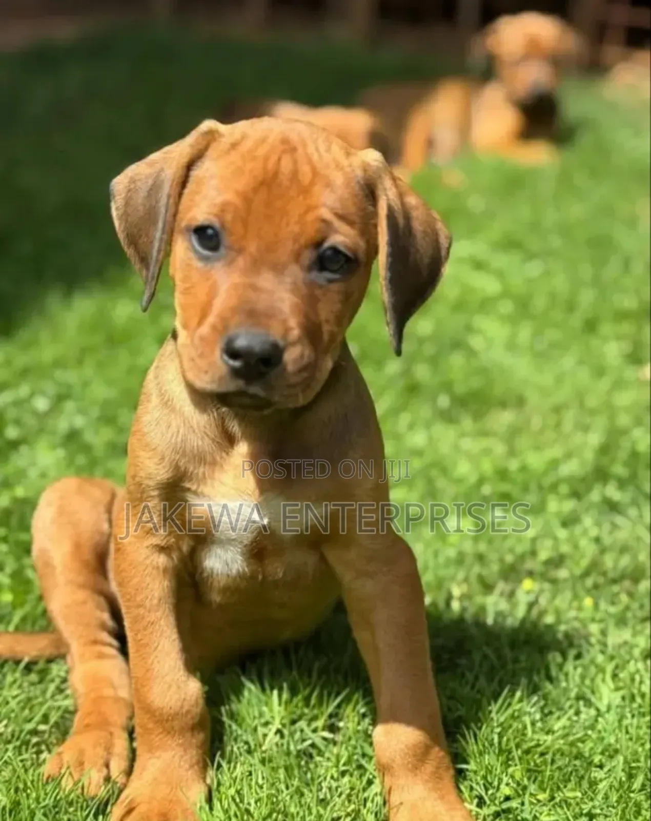 1-3 months Male Purebred Rhodesian Ridgeback