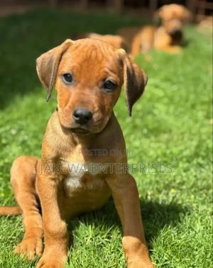 1-3 months Male Purebred Rhodesian Ridgeback - thumbnail 2