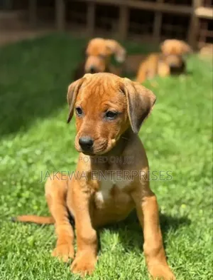 1-3 months Female Purebred Rhodesian Ridgeback