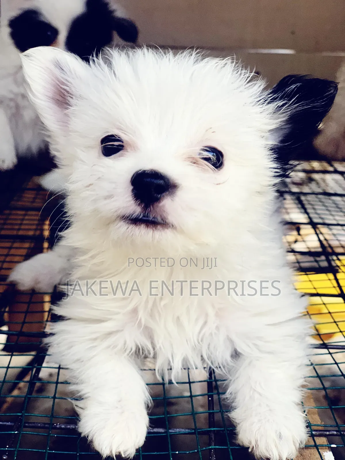 1-3 months Male Purebred Havanese