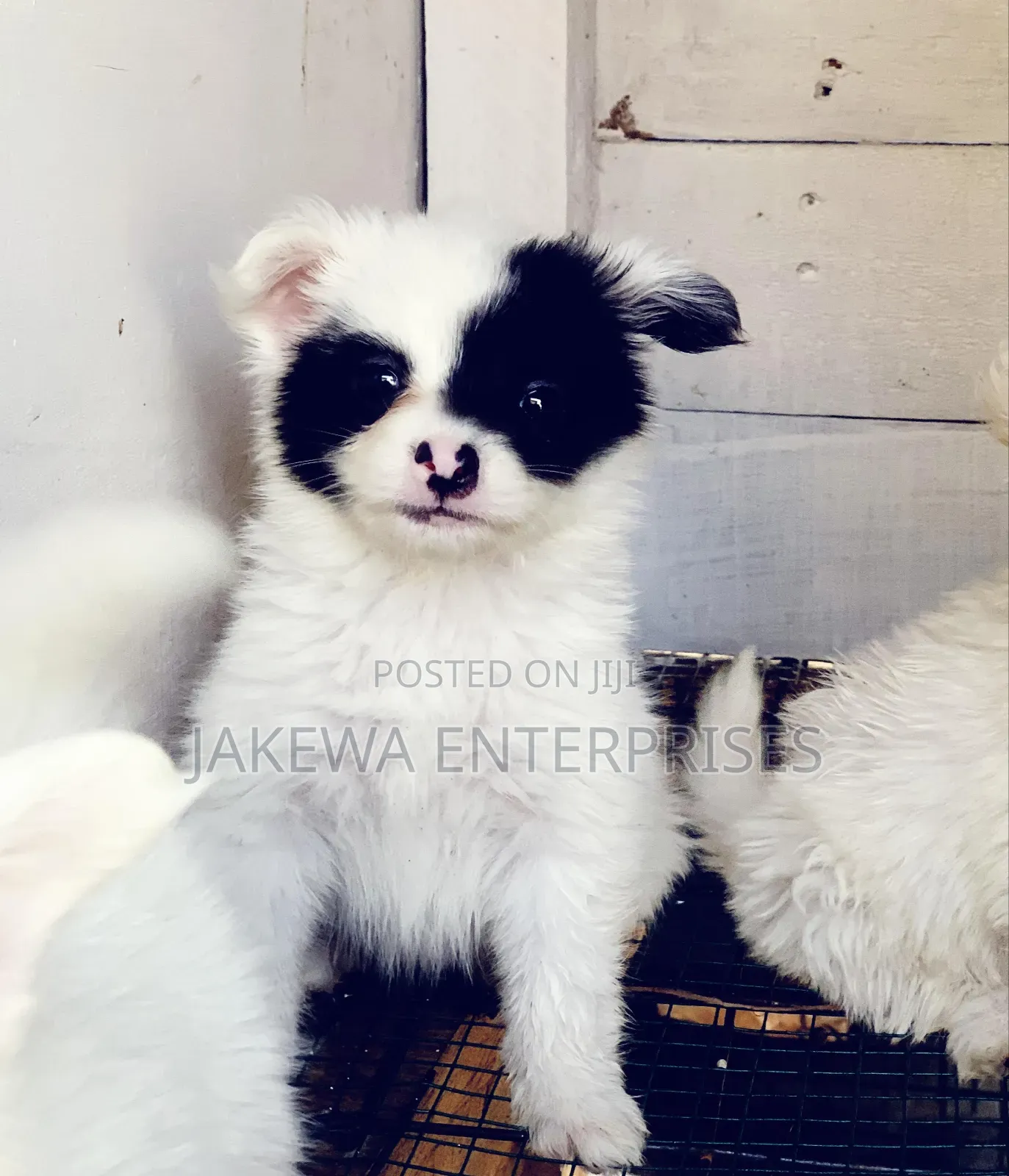 1-3 months Male Purebred Havanese