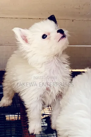 1-3 months Female Purebred Havanese