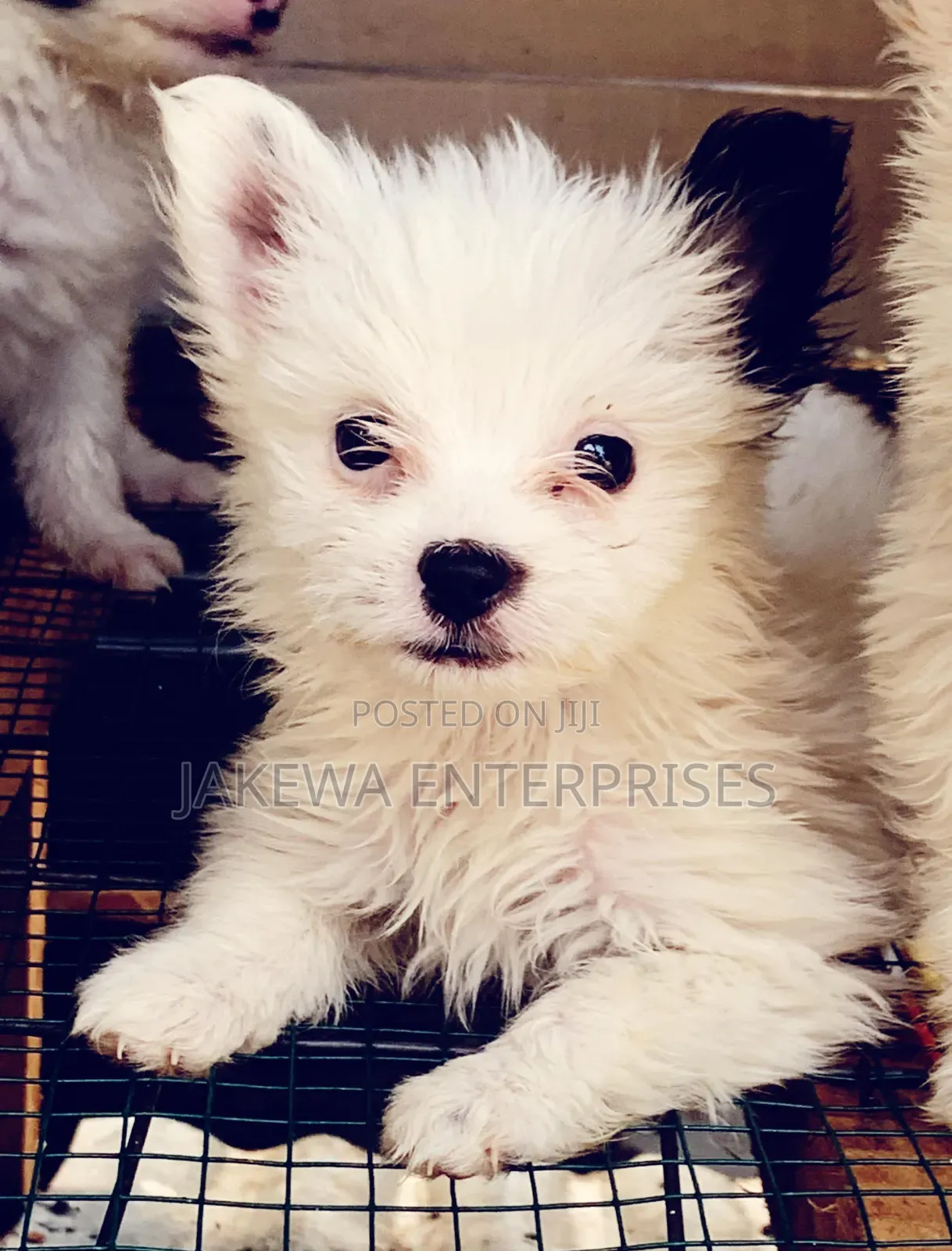 1-3 months Female Purebred Havanese