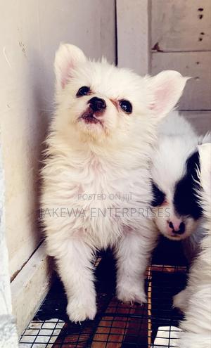 1-3 months Male Purebred Havanese - thumbnail 2