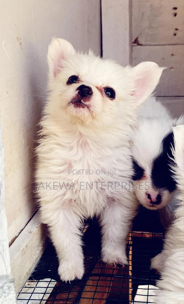 1-3 months Male Purebred Havanese