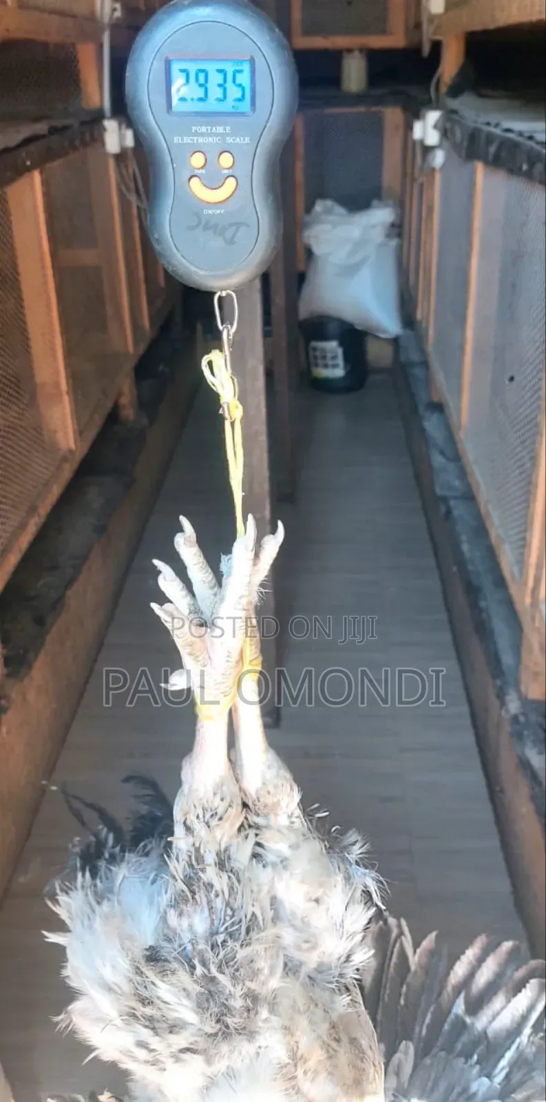 Fresh Whole Kienyeji Chicken