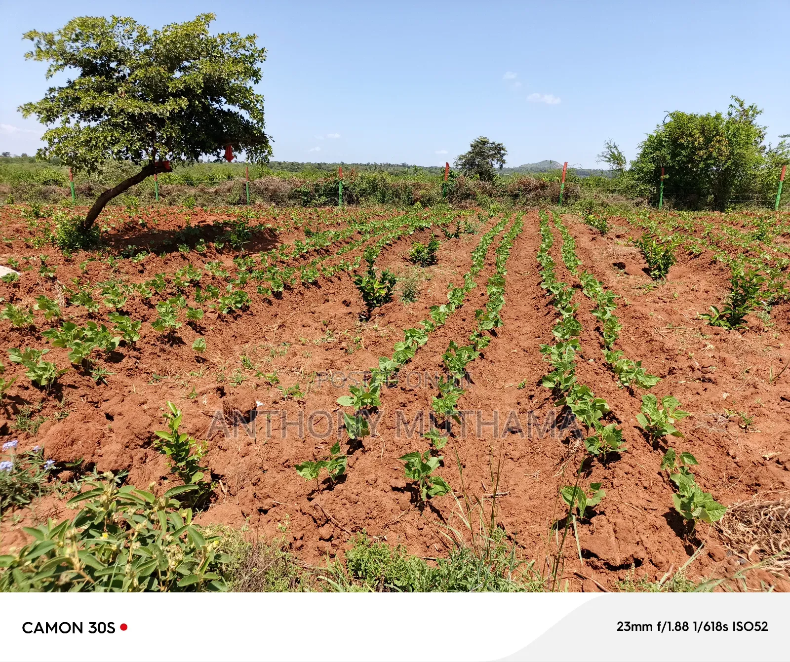 Orchard Matuu Phase 2