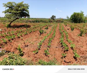Orchard Matuu Phase 2