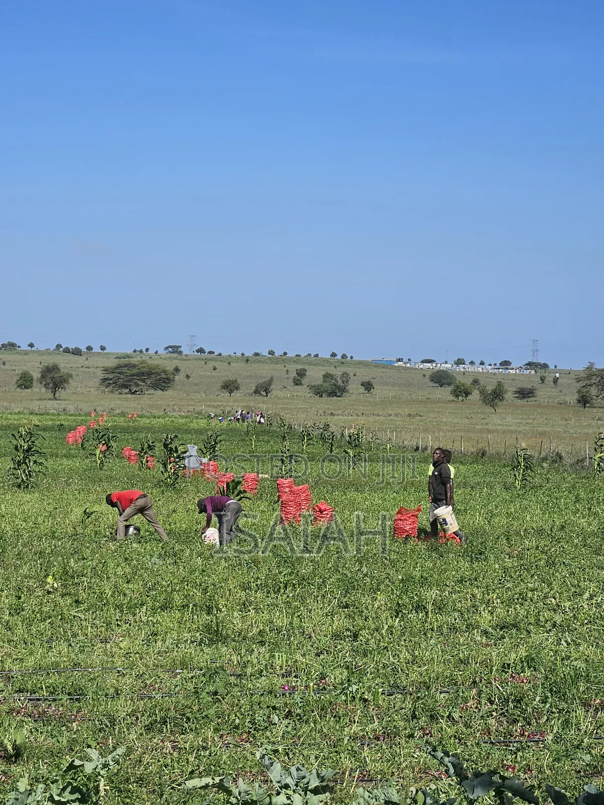 Land for Lease in Isinya With Ready Drip Lines