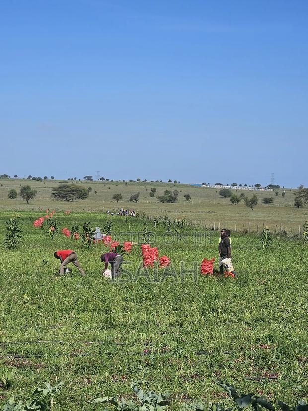 Land for Lease in Isinya With Ready Drip Lines